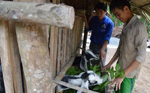 Tặng dê cho hộ dân nghèo
