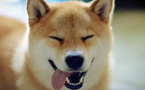 Chú chó "hạnh phúc nhất thế giới" gây sốt tại Nhật
