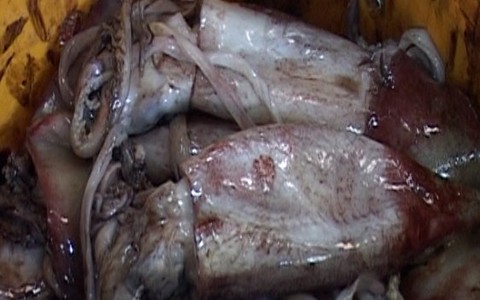 Mực “siêu rẻ”