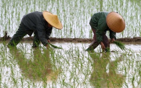 Báo động gạo nhiễm chất gây ung thư