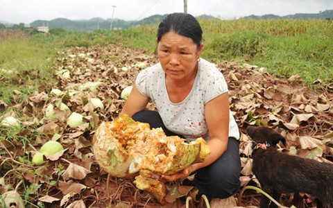 Mất trắng sau lũ rút