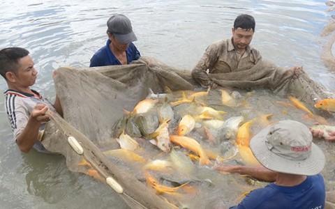 Nuôi cá chép giòn ở miền Tây