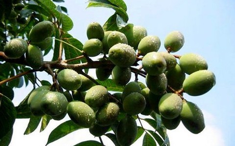 Đậm đà hương vị trám om