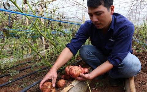 10 tấn khoai tây Đà Lạt sạch ra thị trường