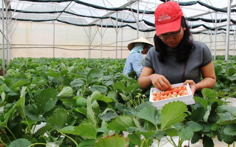 Vườn dâu công nghệ cao hút khách dịp lễ