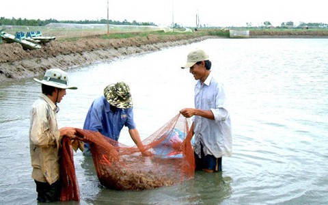 Trà Vinh thu hoạch gần 30.000 tấn tôm, người nuôi lãi khá
