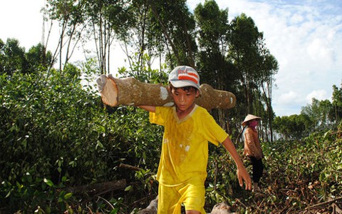 Vác gỗ thuê