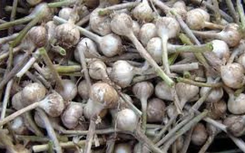 Những loại thực phẩm giảm bệnh