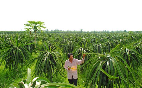 Sẽ xử lý nghiêm vụ thâu tóm đất rừng U Minh Hạ
