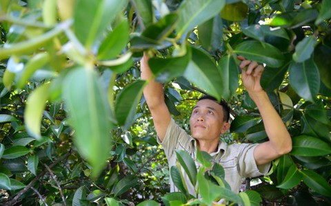 Cứu những vườn cây Lái Thiêu trăm tuổi