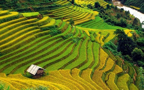 Mù Cang Chải.... vào thu