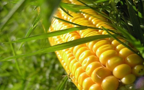 Từ 2015, Việt Nam sẽ sản xuất cây trồng biến đổi gen