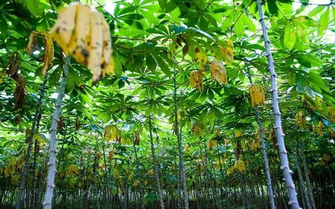Indonesia sử dụng tò vò chống dịch rệp hồng phá hoại sắn