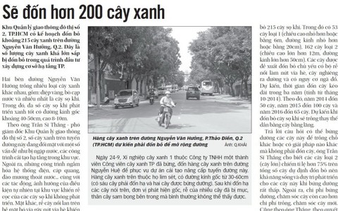 Nên bứng dưỡng hay đốn bỏ cây xanh?
