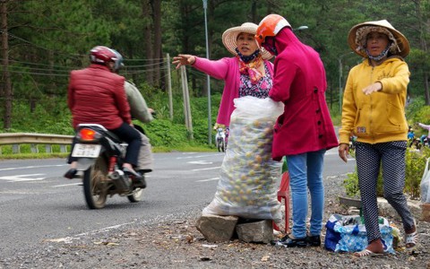 ​Hồng Đà Lạt lại rớt giá