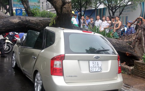 Mua bảo hiểm tai nạn do cây xanh?
