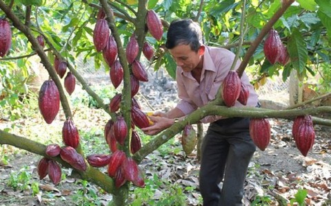 Trồng cacao hữu cơ, nguồn lợi tăng thêm từ 40-50 triệu đồng