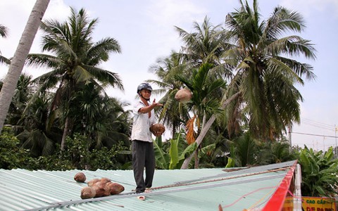 Khổ vì “bom” dừa nhà hàng xóm