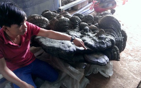 Nấm linh chi "ngàn năm tuổi" nặng 220kg