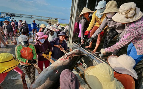 Những phụ nữ khiêng cá mập