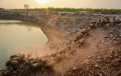 Trâu tìm nước