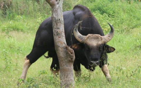 Bò tót, tiếng kêu bên bờ vực - Kỳ 2: Sống trong sợ hãi