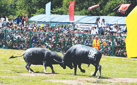 Hội chọi trâu