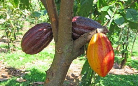 Cacao được mùa, giá tăng 30% so với cùng kỳ năm ngoái