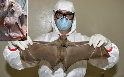 Dịch Ebola: do dơi và sẽ phải... nhờ dơi