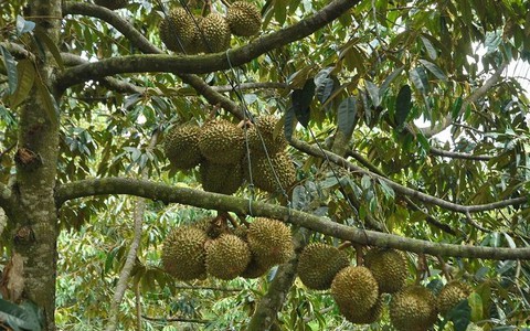 ​Sầu riêng Tiền Giang được giá cao, nông dân phấn khởi