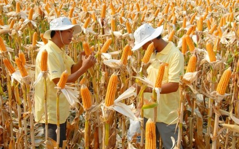 Công nhận an toàn sinh học thêm 2 giống ngô biến đổi gene
