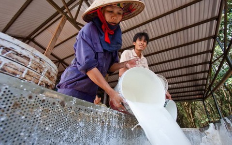 Tập đoàn Cao su lỗ: Đề nghị lấy vốn nhà nước giải quyết?