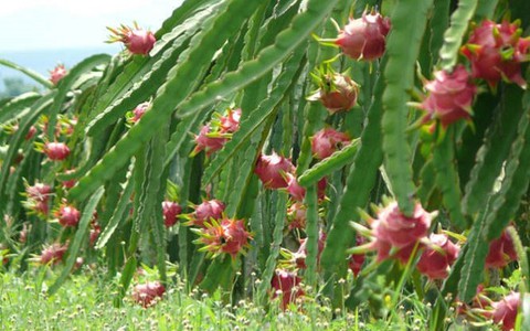 Ứng dụng công nghệ vào trồng thanh long Chợ Gạo