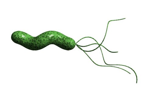 Nhiễm vi khuẩn H.pylori dễ bị đái tháo đường