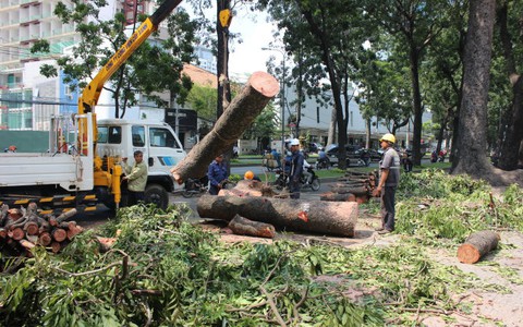 Đốn cây cổ thụ trên đường Tôn Đức Thắng