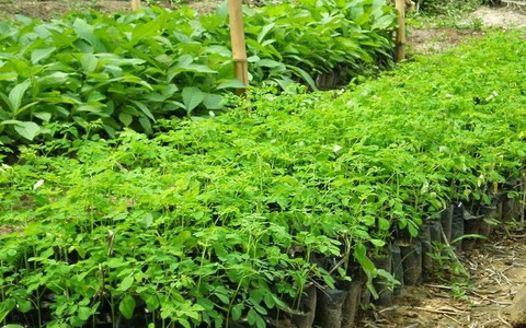 Nguồn dược liệu Việt “cung” không đủ “cầu”
