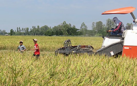 Lúng túng trước nạn xà xẻo đất lâm trường