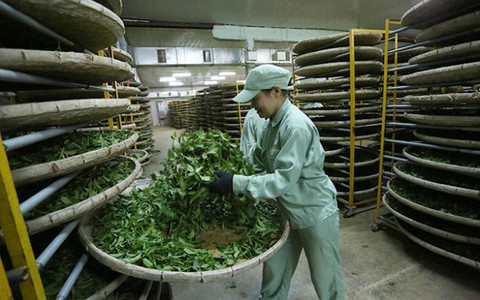 Nhiều chứng cứ bác tin đồn “trà nhiễm dioxin”