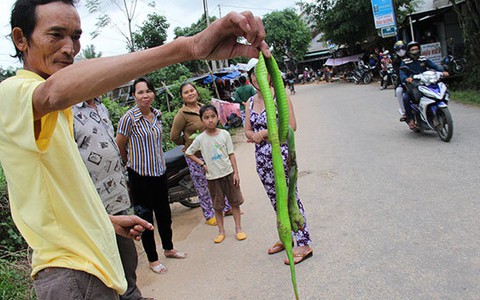 Rắn lục nhiều vì môi trường sống bị thu hẹp