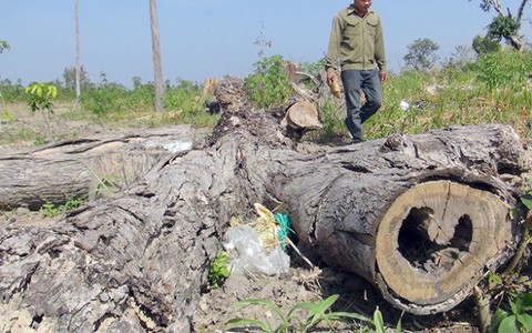 Sai phạm hàng ngàn hecta đất, “bốc hơi” 31.500m3 gỗ