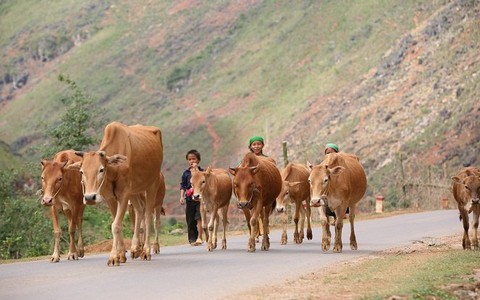 IFAD tài trợ cho Việt Nam 22 triệu USD để giảm nghèo