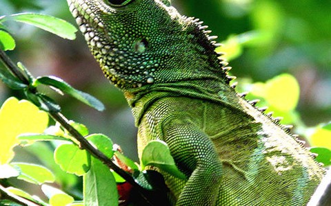 Rồng đất và cá trê chình