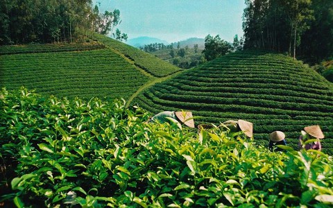 Pakistan là thị trường nhập khẩu chè lớn nhất của Việt Nam
