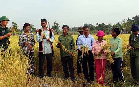“Cây lúa của bộ đội”