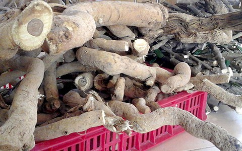 ​Cây Xáo Tam Phân được bán với giá gần 100 triệu đồng