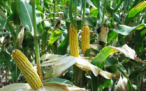 ​Cần sản xuất đại trà cây ngô biến đổi gene