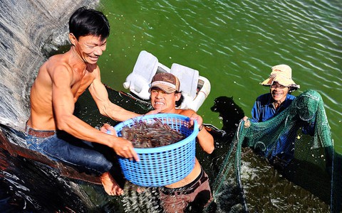 ​Được mùa tôm