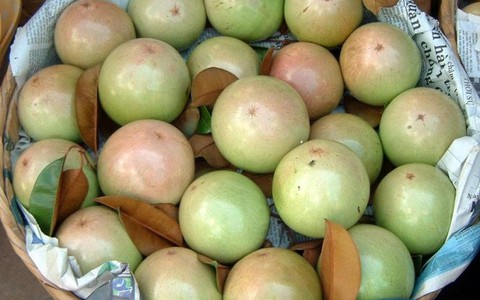 Vú sữa Lò Rèn mất mùa, giá thấp