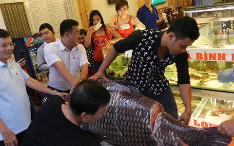 Cá khủng "bơi" về... Sài Gòn