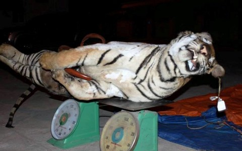 ​Bắt xe tải chở hổ đông lạnh nặng 120kg